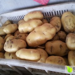 2015平度土豆值得出手