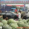 河南金明黑金刚西瓜名优产品