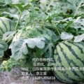2015东明西瓜俏销大江南北