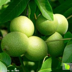 陕西大荔香玲核桃长势旺盛