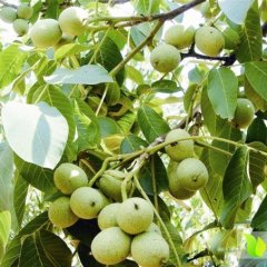 大荔核桃口感爽口,高明马云龙诚信合作