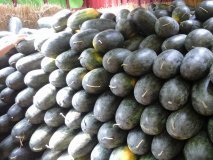 2015年河南扶沟花皮无籽价格