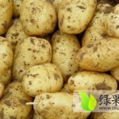 内蒙古呼和浩特土豆现已上市速来洽购