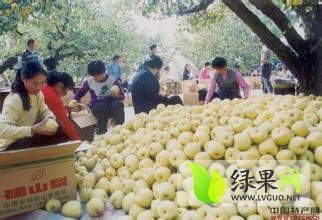 安徽砀山皇冠梨火热上市