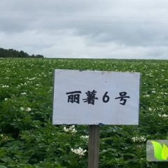 2015丽江洋芋值得出手