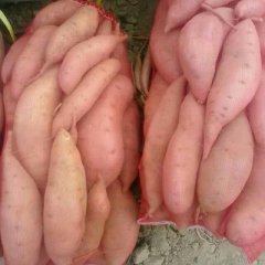 大量供应红薯龙薯九号