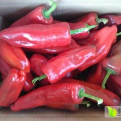 河北魏县辣椒