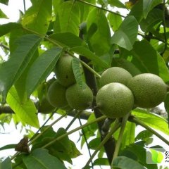 2015大荔核桃今年价格有看点