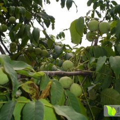 大荔街道徐国芳7月香玲核桃