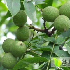 2015大荔核桃现在订货有惊喜