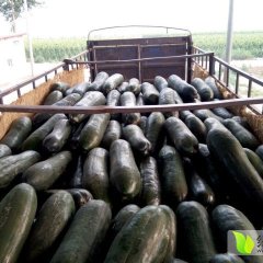 2015清苑冬瓜价格波动不大