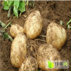 河北尚义荷兰十五土豆著名品种