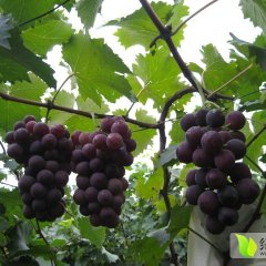 2015晋州市葡萄走过路过不要错过