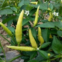 河南省鹿邑县宋河镇小泡椒辣椒大量上市