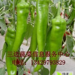 2015定边辣椒俏销大江南北