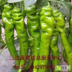 定边辣椒营养丰富,白泥陈子新诚信合作