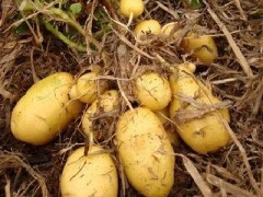 锦州凌海市土豆基地7月土豆大量上市