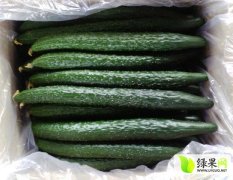 莘县魏庄李经理7月德瑞特721黄瓜