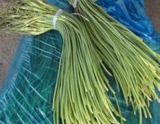 大量供应金乡《红帽蒜薹》