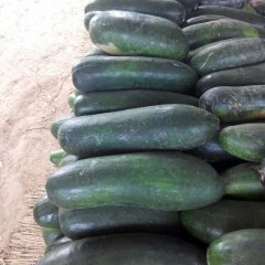 大量供应黑皮冬瓜