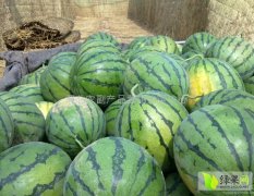 大安西瓜名揚天下安廣邵廣宇誠信合作