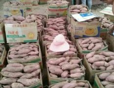 开封县双季红、龙薯9大量上市了！！