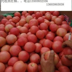 中牟韩寺6月硬粉西红柿