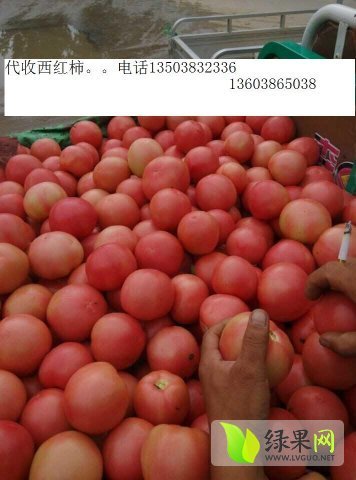 2015年河南中牟硬粉价格