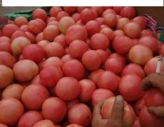 中牟韩寺6月硬粉西红柿