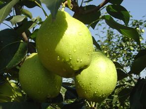 陕西大荔早酥梨0.8元产地低价倾销