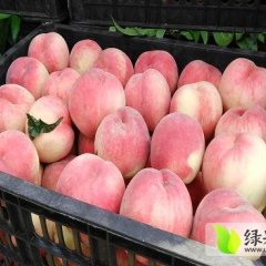 陕西大荔大型毛桃北京八号，红不软，纸袋桃王
