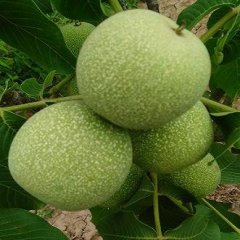 大荔核桃口感爽口,范家翟军峰诚信合作