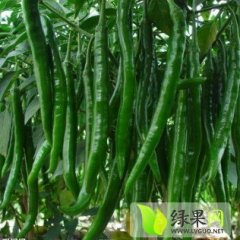 2015忻府辣椒收购工作全面开展