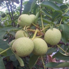 陕西核桃大荔青皮核桃产地批发品质优良