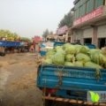东明西瓜火爆招商中诚信合作为你团队服务