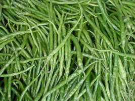 忻府义井王世昌8月L3F1辣椒