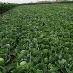 沽源元宝山中甘21甘蓝上市博强蔬菜代销合作社