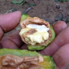 青皮核桃香菱 清香 辽核开始上市