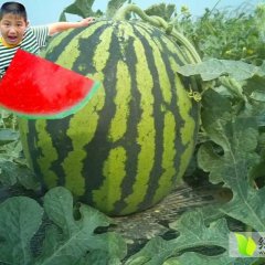 2015杨陵西瓜种子今年价格有看点