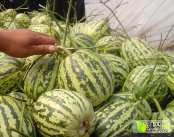 2019年山东莘县花蕾一号价格