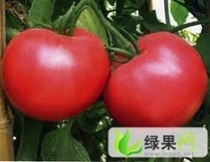 内蒙古喀喇沁旗宏瑞西红柿著名品种