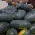 太康西瓜名优产品,芝麻王伟华诚信合作