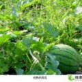 河南通许龙卷风西瓜价格行情平稳