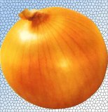 辽宁凌海黄皮洋葱何去何从