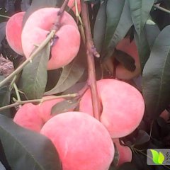 河北唐山沙桃蜜桃欢迎合作