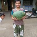 通许西瓜名扬天下高顶庄马安生诚信合作