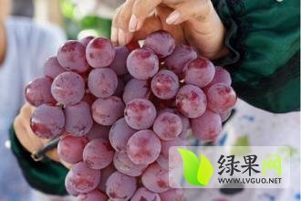 陕西大荔红提葡萄随行就市
