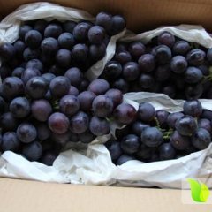 大荔县夏黑葡萄品质优越