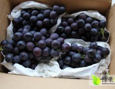 大荔县夏黑葡萄品质优越