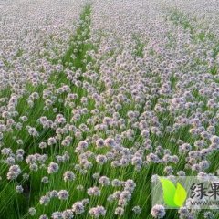 本人家里大面积经营小根蒜